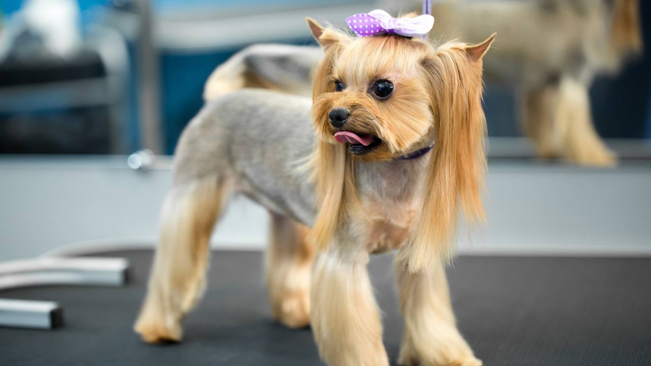 a well-groomed yorkie on grooming stand with pink bow in hair