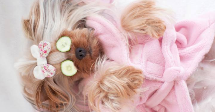 a yorkshire terrier having a spa day with cucumbers in eyes and clothed with a pink robe