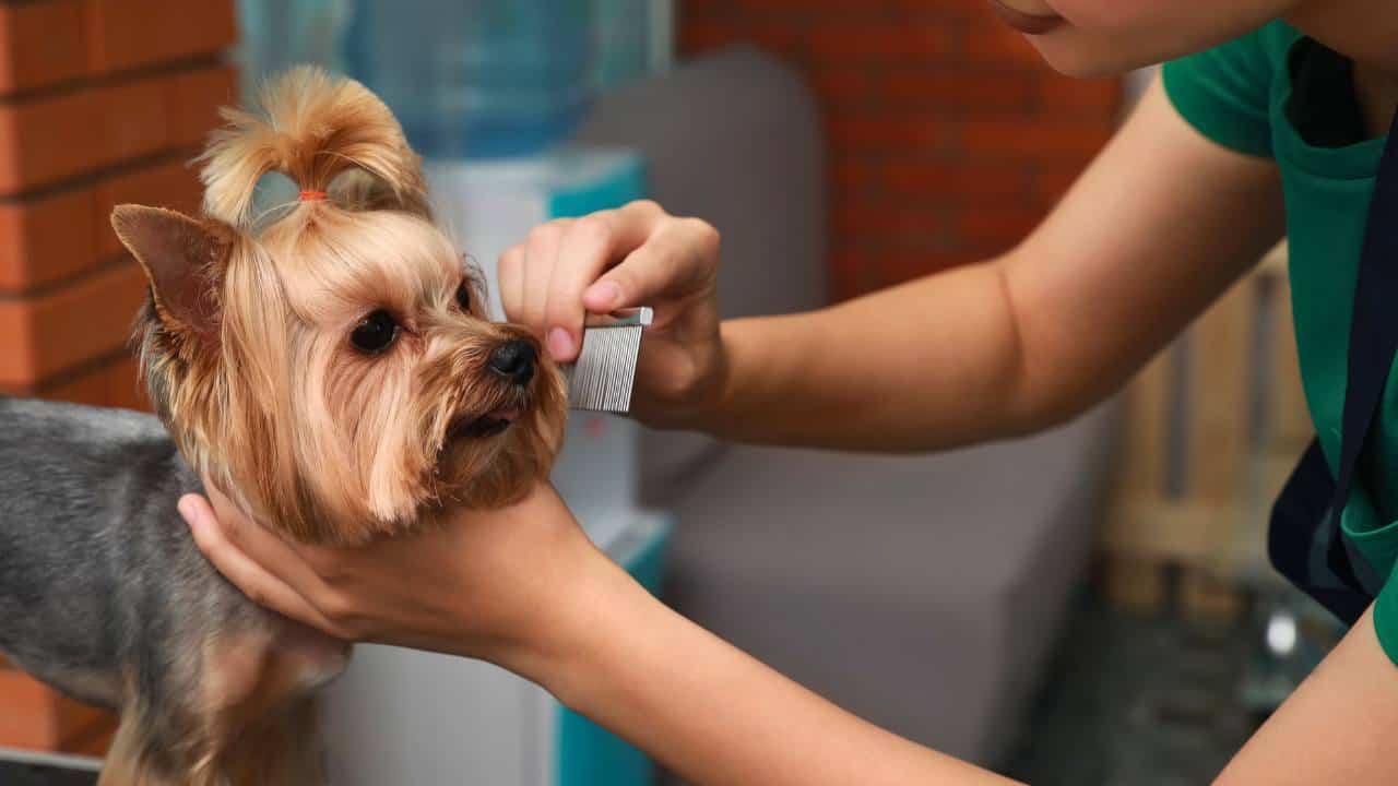 groomer handing Yorkie using fine comb to groom hair around the mouth