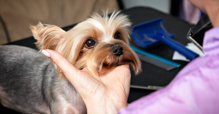 yorkie owner getting ready to perform facial grooming holding pet's head up