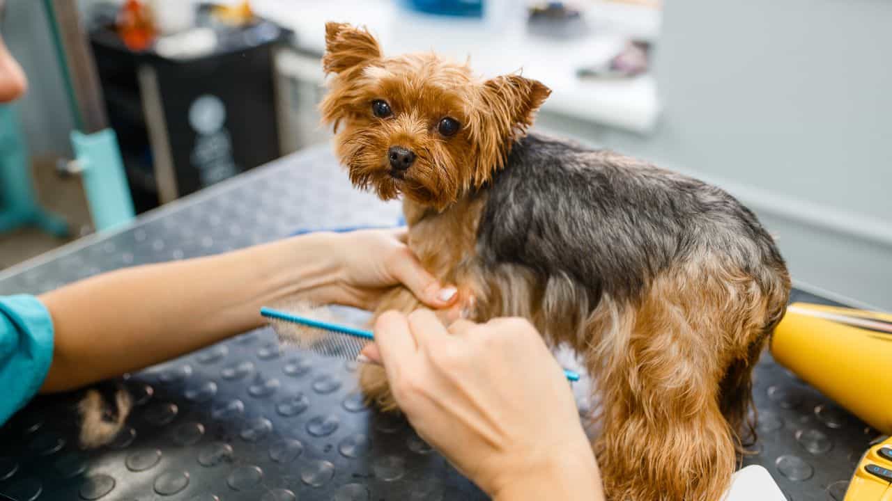 yorkie owner grooming small female yorkie with comb and brush