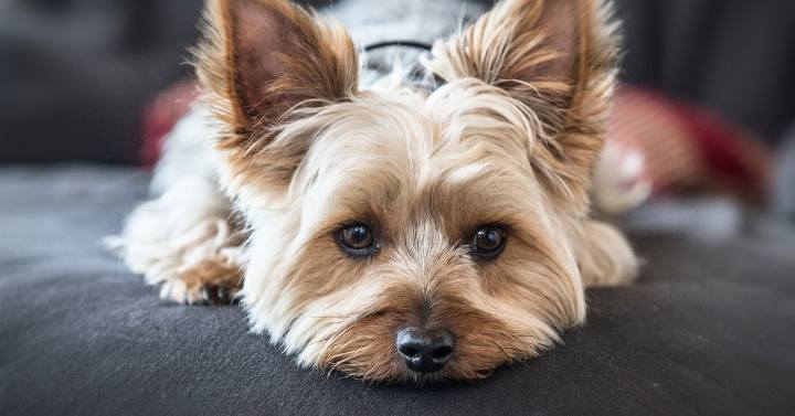 yorkie resting on couch pondering how their owner can keep them well-groomed