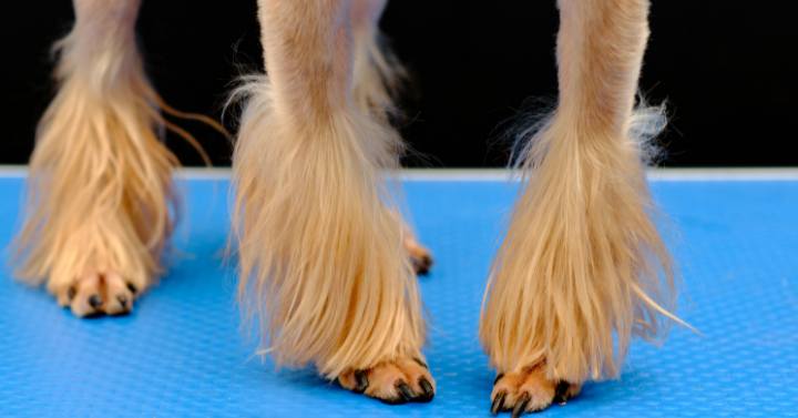 yorkshire terrier styling a beautiful show cut near paws