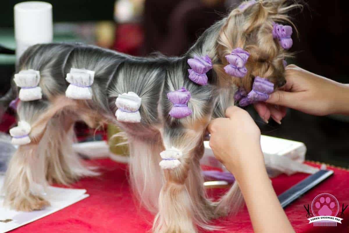 Female Yorkie with hair curlers getting groomed