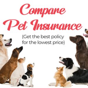 compare pet insurance display with group of dogs looking at insurance sign